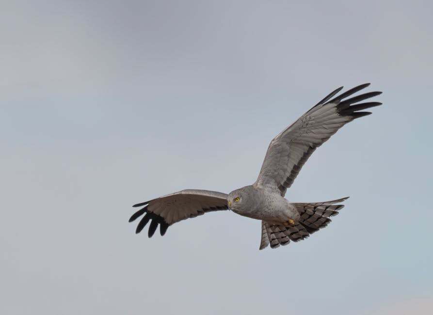Washington Sundar ruled out of ODI series; Ayush Badoni receives maiden call-up – BCCI: What You Need To Know